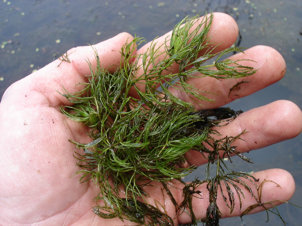 Submersed Aquatic Plants Outdoor Alabama
